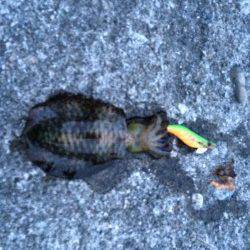 塩津周辺エギング　フォールで持ち帰りサイズのアオリイカHIT