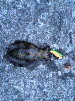 塩津周辺エギング　フォールで持ち帰りサイズのアオリイカHIT