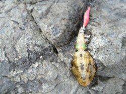 中紀へ今シーズン初の新子調査　小浦周辺コロッケサイズのアオリイカ