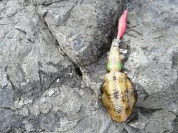 中紀へ今シーズン初の新子調査　小浦周辺コロ…