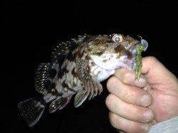 大阪南港周辺2〜3ヶ所まわりシャローな場所にてキビレ・ガシラ