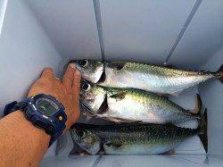 神戸沖堤ショアジギング☆サバは早朝&サワラは10時頃ヒット