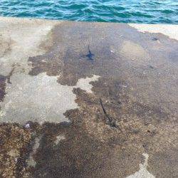 丹後半島をエギングでランガン　アオリイカ新子多数