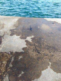 丹後半島をエギングでランガン　アオリイカ新子多数