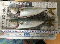 垂水一文字ショアジギング朝一早々にツバス　周りではブリも！