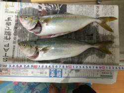 垂水一文字ショアジギング朝一早々にツバス　…