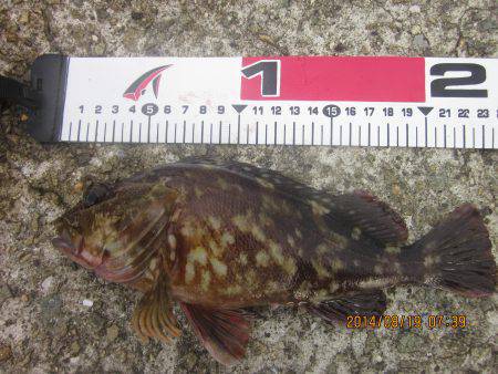 落とし込みでガシラ・ベラのほか予想外のグレ…