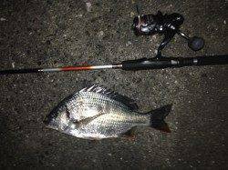 舞洲　午後9時までのチニングでキビレ7尾