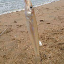 久美浜にて20cmクラスのキス