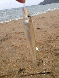 久美浜にて20cmクラスのキス