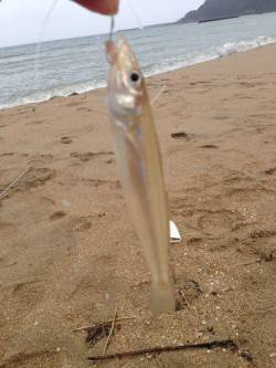 久美浜にて20cmクラスのキス