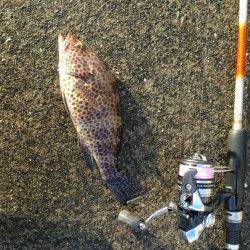 串本周辺の漁港でハナミノカサゴ&オオモンハタ