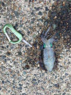 丹後半島をエギングでランガン　アオリイカ新子多数