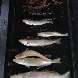 久美浜にて20cmクラスのキス