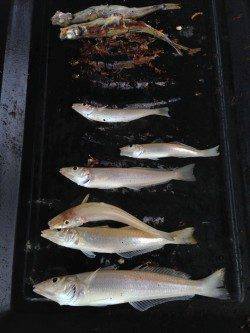 久美浜にて20cmクラスのキス