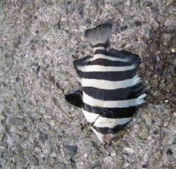 大蔵海岸でサビキ釣り　アジはパラパラ釣れて…