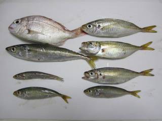 須磨海づり公園　サビキでアジ・サバ・チャリ…