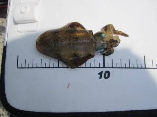 アジュール舞子で新子のアオリイカエギング&…