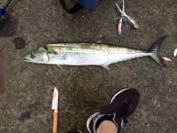 神戸沖堤ショアジギング☆サバは早朝&…