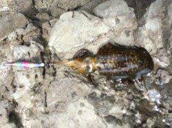 中紀へ今シーズン初の新子調査　小浦周辺コロッケサイズのアオリイカ