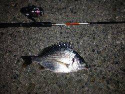 大阪南港周辺2〜3ヶ所まわりシャローな場所にてキビレ・ガシラ