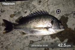 舞洲チニング釣果　こまめな場所移動をして楽…