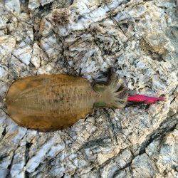 塩津周辺エギング　フォールで持ち帰りサイズのアオリイカHIT