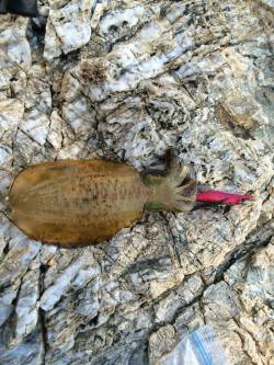 塩津周辺エギング　フォールで持ち帰りサイズ…