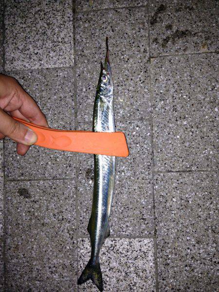 舞洲でアジング　反応あったのはサヨリと小サ…