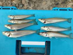 ピンギスの数釣り目的で播磨新島へ〜夕方に時…