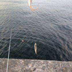 ピンギスの数釣り目的で播磨新島へ〜夕方に時合到来