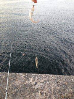 ピンギスの数釣り目的で播磨新島へ〜夕方に時合到来