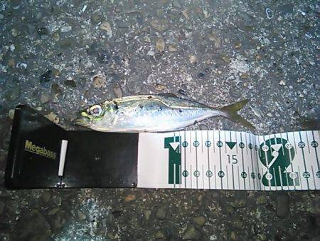 深日漁港　アジング釣行　サイズは15cm前…