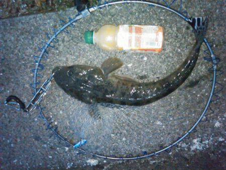 スピンテールジグでマゴチ&ビフテキ…