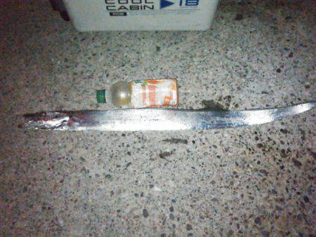 雑賀崎　ルアー・ワインド・うき釣りでタチウ…