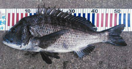 香住東港にてフカセ釣りで年無しチヌＧＥＴ！…