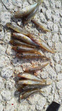 武庫川でイシゴカイを使いハゼ釣り