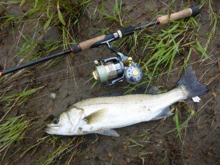 増水した円山川シーバスは元気いっぱい、引き…