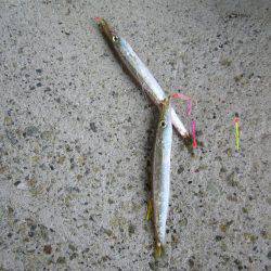りんくう周辺ジグサビキでカマスの釣果