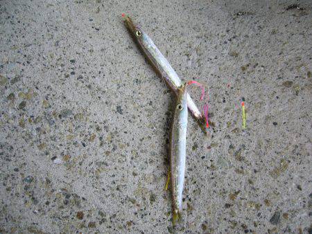 りんくう周辺ジグサビキでカマスの釣果