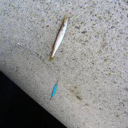 りんくうにてジグサビキでカマスの釣果