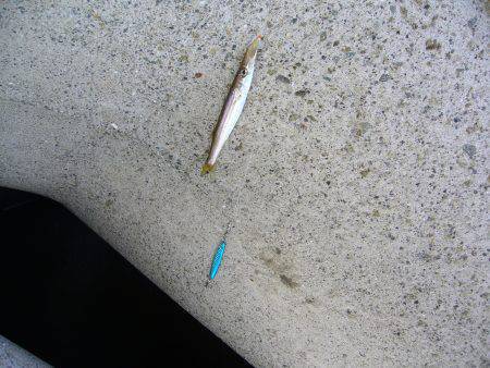 りんくうにてジグサビキでカマスの釣果