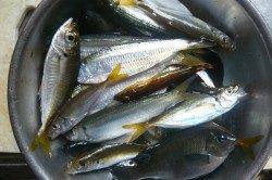 間人にてサビキ、ハゲ皮を使うとどんどん釣れました