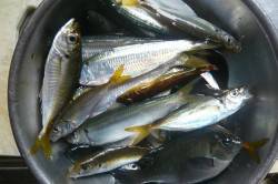 間人にてサビキ、ハゲ皮を使うとどんどん釣れ…