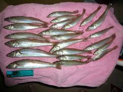 生穂でキス投げ釣り〜シーズン初の夜釣りは雷…