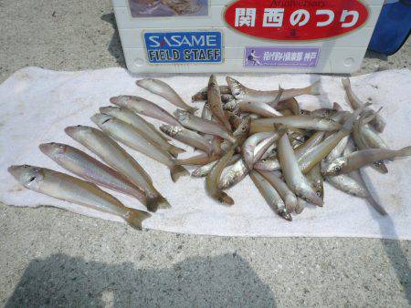 志筑とおのころアイランドにて投げキス釣行し…