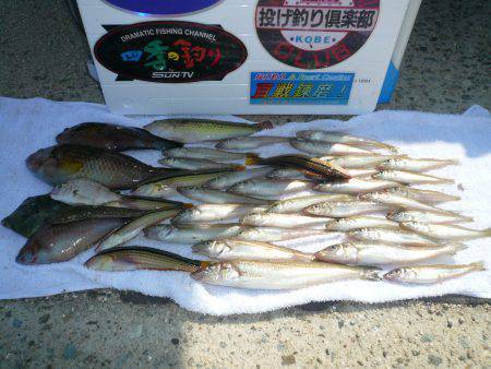 おのころ愛ランドでキス・ベラ・ハギなど賑や…