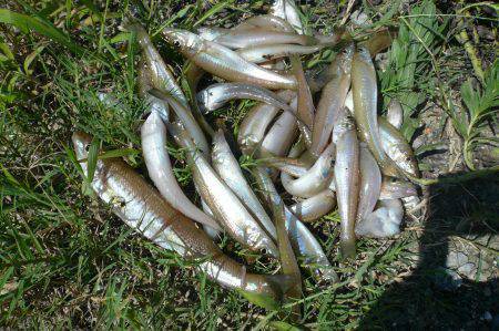 明神へキス調査！数は釣れるが良型キスはもう…