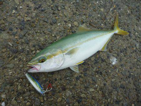 ツバスが大接岸した武庫川一文字に行って来ま…