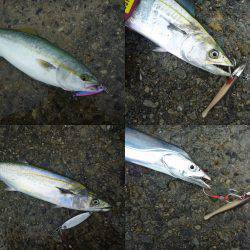午後から武庫川一文字へ　ジグに小型回遊魚が…
